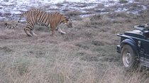 Ranthambhore National Park 