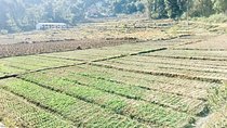 Silkworm Farm (Sericulture) Visit with Easy Hiking in Pokhara Nepal