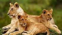 Nairobi National Park, Giraffe Center & Karen Blixen Museum 