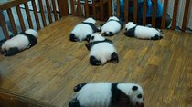Everything Panda Private Day Tour in Chengdu