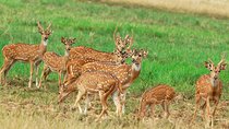 Minneriya national park safari with jeep From Colombo