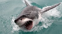 ( Cape town Private Tour ) Hermanus Shark Cage Diving 