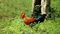 Day Tour to Wilpattu National Park From Negombo