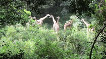 Day Trip At Arusha National Park
