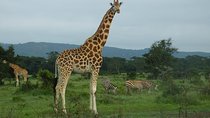 1 Night Amboseli National Park 