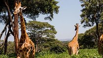 Tour Giraffe Center,Karen blixen and lunch carnivore restaurant
