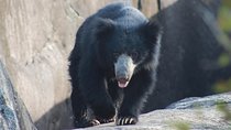 Full Day BIG 3 Safari Tour with Birding in Yala National Park by Expert Team