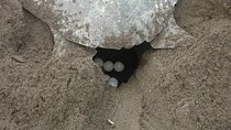 Night Turtle Nesting Tour from Tamarindo