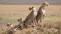 5 Days / 4 Nights Join group safari