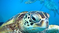 2.5 Hour Xpress Snorkel from Ka’anapali Beach