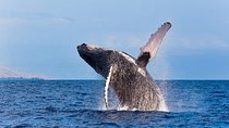 Zodiac Raft Whale Watching Adventure