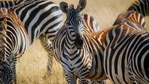 Early Morning Group Joining Game Drive In Nairobi National Park