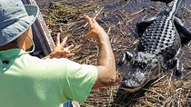 Half-day Everglades National Park Tour and 1-Hour Air Boat Ride