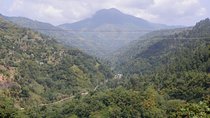 Blue Mountain Tour with Hotel Transportation