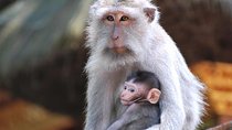 Bali Ubud and Volcano Day Tours