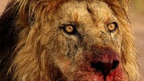 Chobe Full day Safari with Victoria falls Sunrise Tour Combo