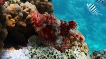 Snorkeling trip in Red Sea