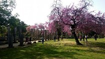 Katakolon Shore Excursion: Premium Skip-the-Lines Olympia & Free Olive Oil Tasting Tour