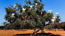 Full Day Trip from Marrakech to Essaouira Mogador