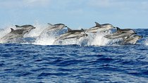 Full Day Snorkeling Trip Dolphin round House