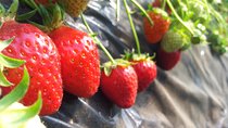 [Perfect Private Tour] Strawberry Farm & Nami Island & Lunch