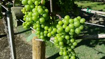 Guided tour of Txakoli wine tasting and tasting of wine and typical products