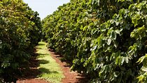 Nairobi day tour to the Coffee farm