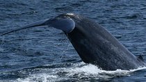 Whales & Dolphins Watching Day Tour in Mirissa from Bentota & its' surrounding 