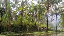 Mount Batur to Ubud – Light Off Road Cycling Adventure