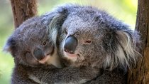Healesville Sanctuary General Entry Ticket