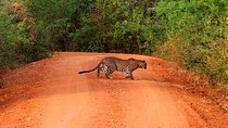 Yala Safari Day Trip from Bentota/ Kalutara/ Ahungalla/ Hikkaduwa