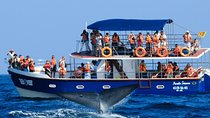 Whales and Dolphins Watching Mirissa 