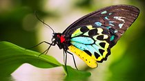 Australian Butterfly Sanctuary