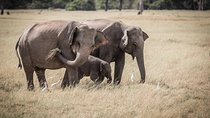 Kaudulla national park from Colombo inclusive of jeep safari