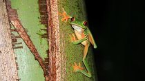 Manuel Antonio Jungle Night Tour with pick up included