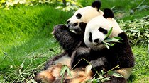 Day Tour: Chengdu Panda Breeding Base and Leshan Giant Buddha