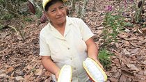 Guayaquil to Cuenca one-way tour with Cajas Park and a Cacao Farm visit