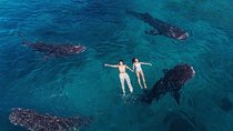 Whale Shark Watching & Tumalog Falls & Kawasan Falls