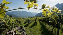 Amarone Wine Tour