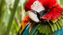 Birds Parks and Batik Art