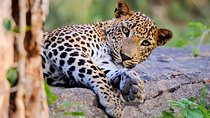 Super Luxury Jeep Safari at Yala National Park