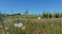 Beaujolais Region Wine Tasting Private Day Tour from Lyon