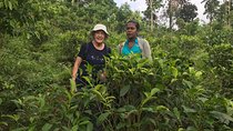 Hikkaduwa Day Tour By Tuk Tuk to Rubber, Cinnamon Plantation ,