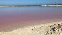 LAS COLORADAS & RIO LAGARTOS from Riviera Maya and Cancun (Private)