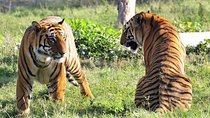 Private 4-Day Ranthambhore Tiger Safari Tour to Agra and Jaipur from Delhi