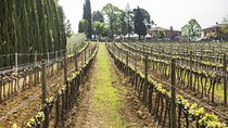 Wine tasting in Montepulciano and visit to Pienza, in Tuscany from Rome
