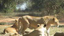 Rhino and Lion Nature Reserve