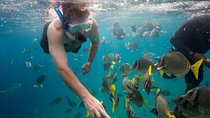 Snorkel & Explore Pelican Rock by Glass Boat + Photos