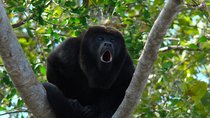 Wild Monkey Tour (Private, Half Day)
