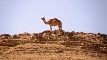  Negev Mountains Private Tour from Tel Aviv